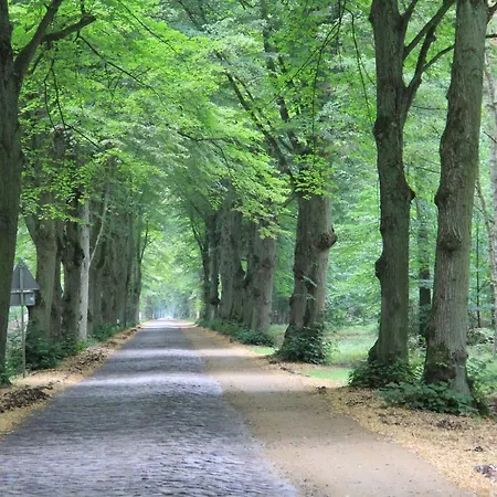 Unter Den Eichen Am Stettiner Haff